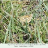 hesperia comma female3